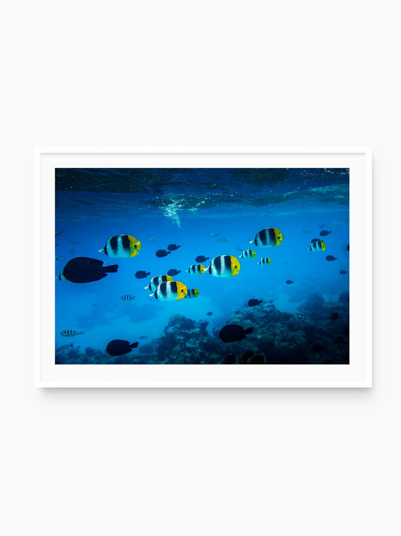 Tropical Fish, Bora Bora, white frame