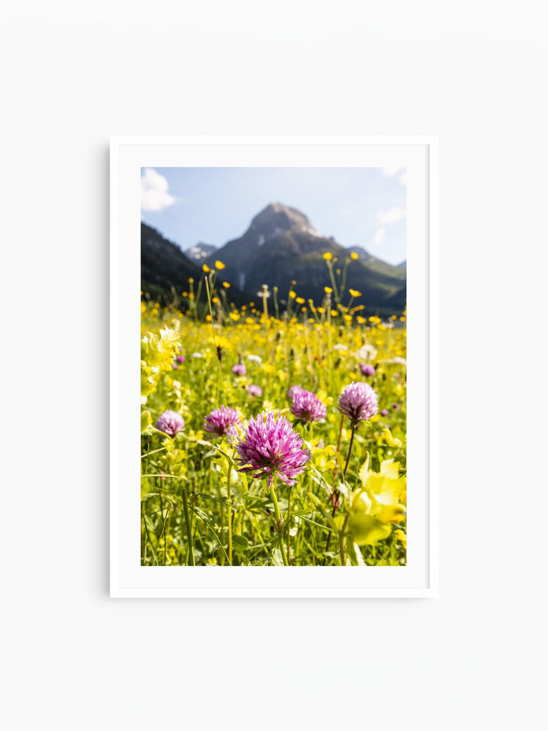 Wildflower Meadow Above Lech, Arlberg, white frame