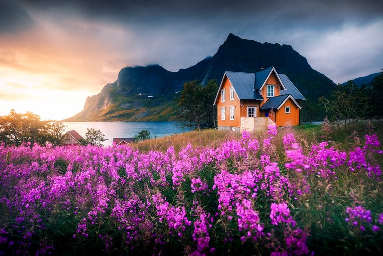 Red house between pink flowers in Lofoten